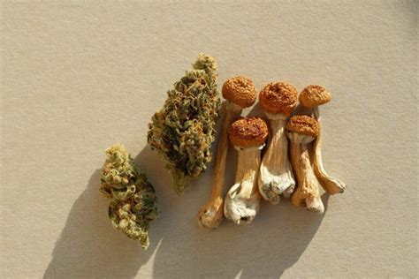 are shrooms similar to weed